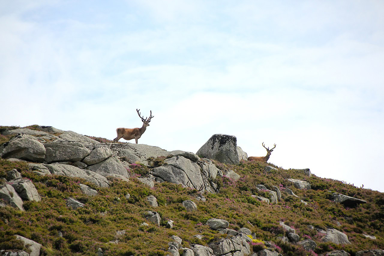 dieren schotland fotoreis