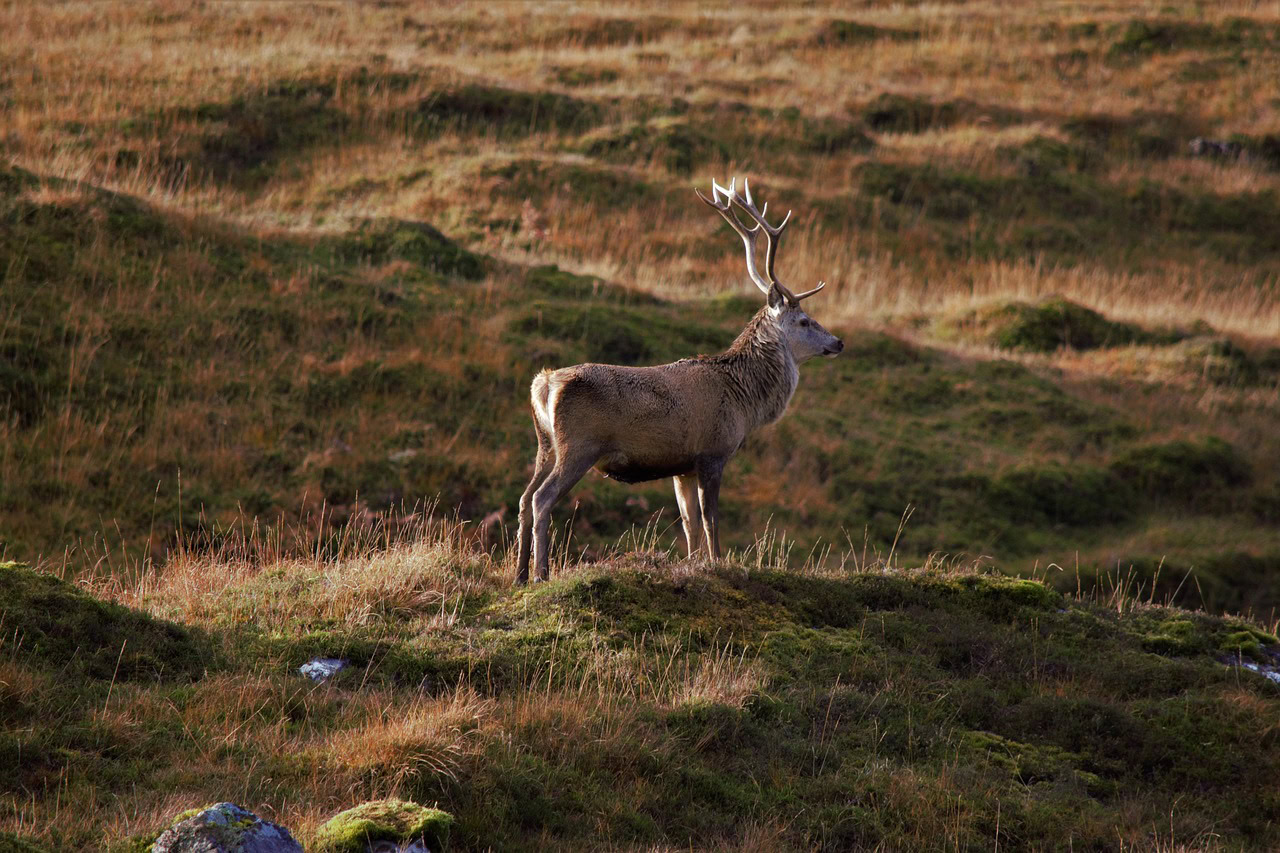 rannoch moor schotland