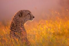 Fotoreis naar Zimanga Game Reserve - Cheetas fotograferen