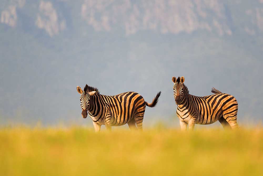 Zebrapaarden in Zimanga Game Reserve