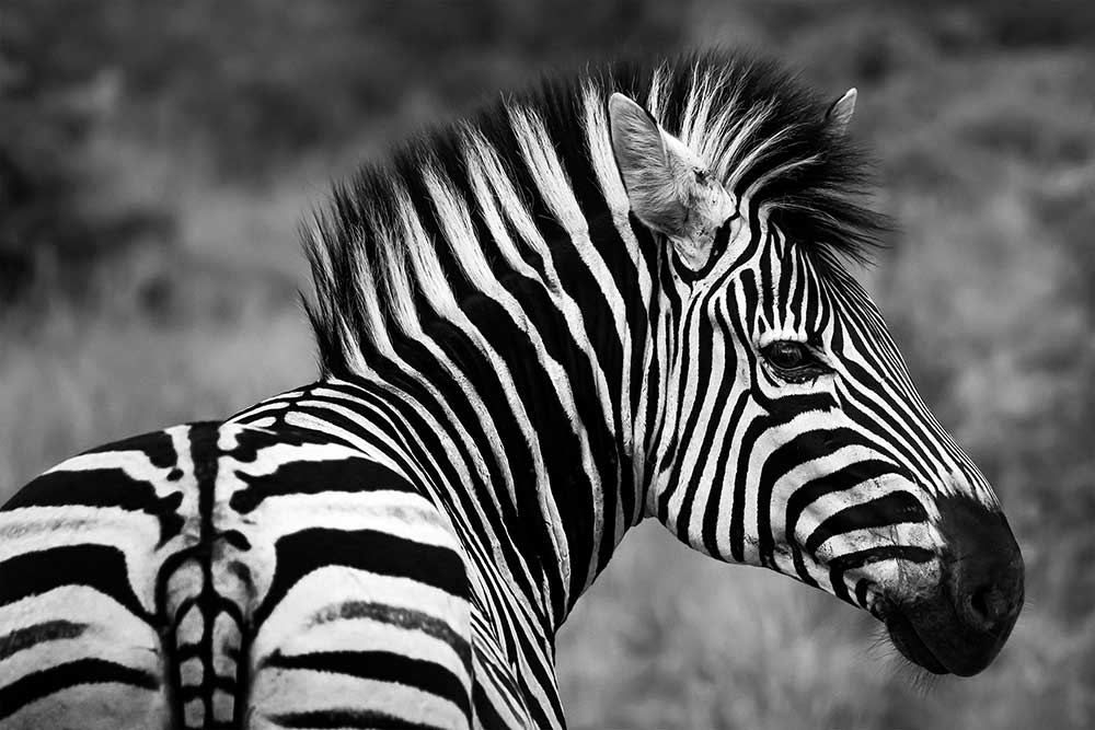 Zebra's fotograferen - Fotoreis naar Zuid-Afrika (Chi Hong) Zebra's fotograferen - Fotoreis naar Zuid-Afrika (Chi Hong)