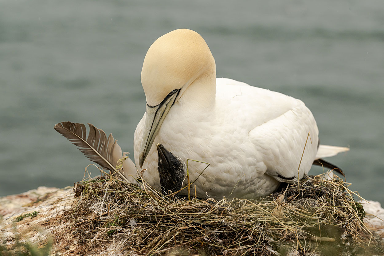 Fotografiereis naar Helgoland - Broedende Jan van Genten fotograferen (Jan Lambert) Fotografie-reizen naar Helgoland - Broedende Jan van Genten fotograferen (Jan Lambert)