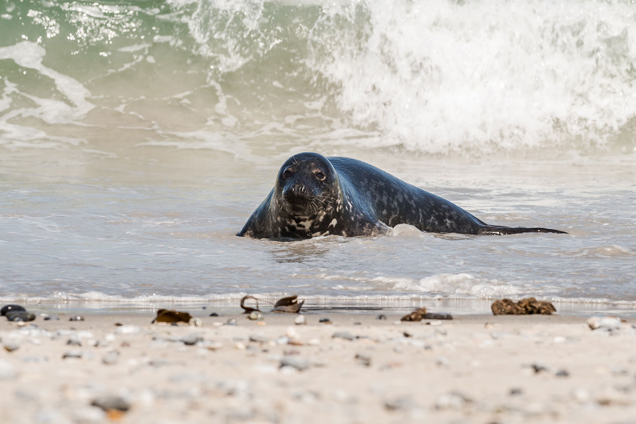 Zeehonden fotograferen tijdens een fotoreis (Jan Lambert) Zeehonden fotograferen tijdens een fotoreis (Jan Lambert)
