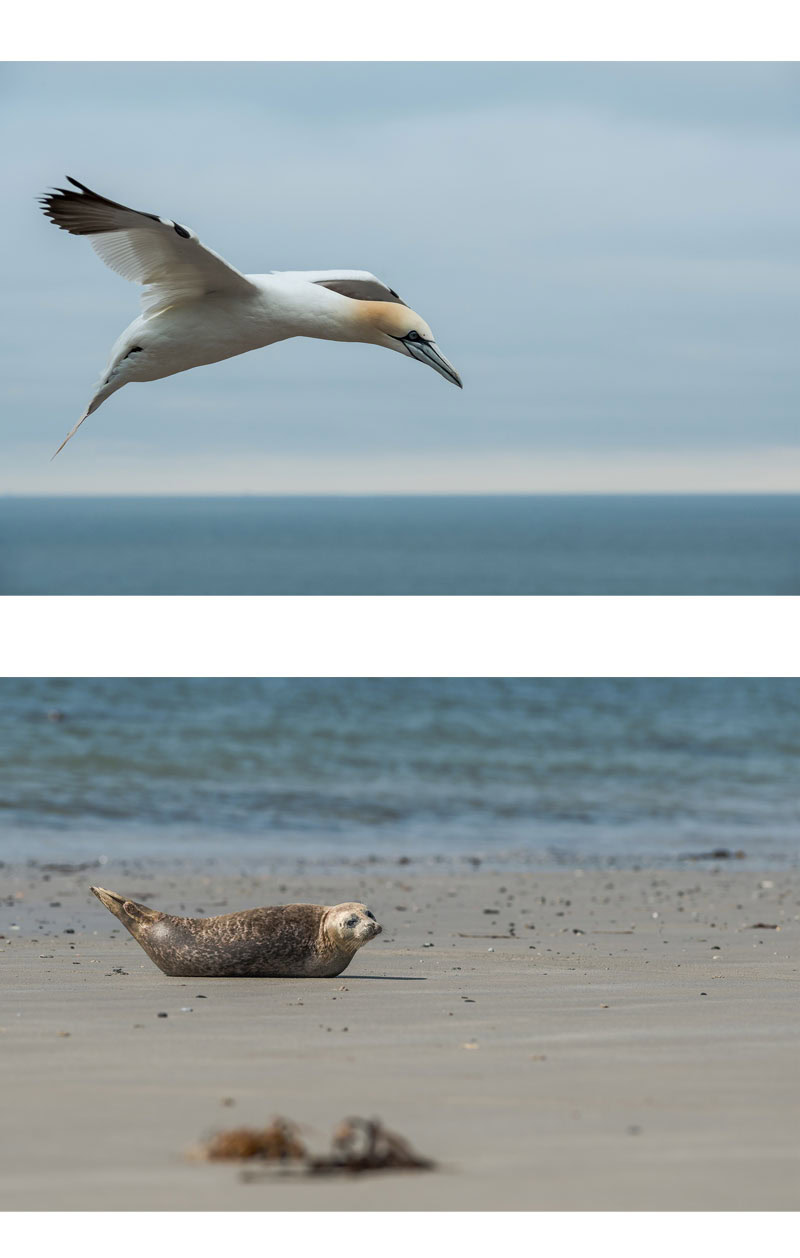 Fotografiereis naar Helgoland en Dune - Zeehonden en vogels fotograferen Fotografiereis naar Helgoland en Dune - Zeehonden en vogels fotograferen