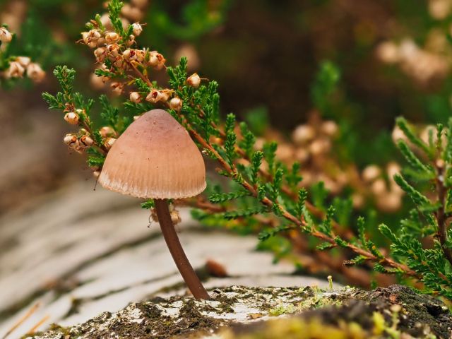 composities-maken-herfst-inspiratie-paddestoel