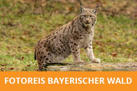 Fotoreis Bayerischer Wald