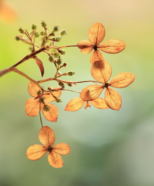 macrofotografie-uitleg-detail-blad