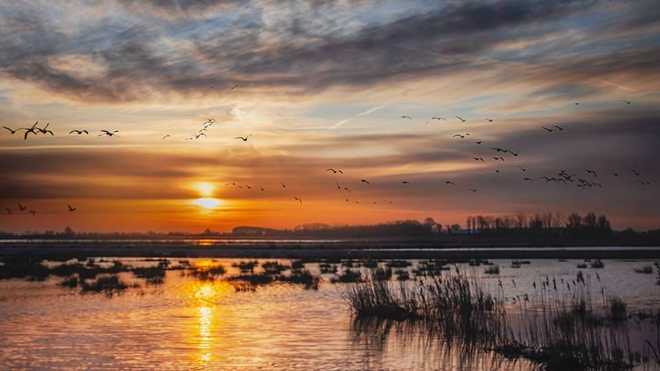 Natuurfotografie workshop volgen in Bommelerwaard