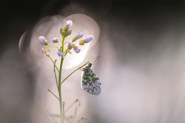 oranjetip-fotograferen-macrofotografie-creatief