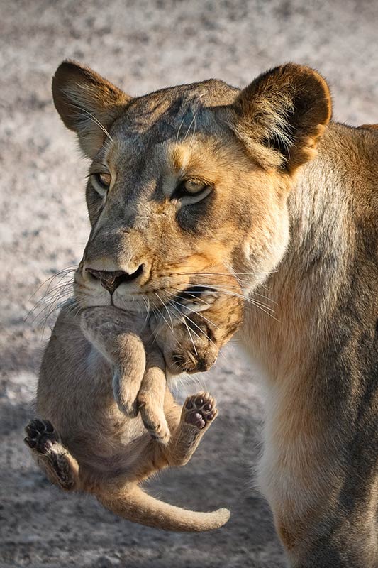 leeuwen-welp-fotografie-reis-namibie Leeuwin en haar welp tijdens de fotoreis naar Namibië