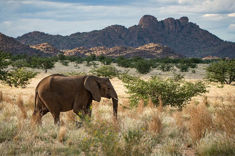 olifanten-fotoreis-namibie Olifanten fotograferen tijdens de fotografie reis in Namibië