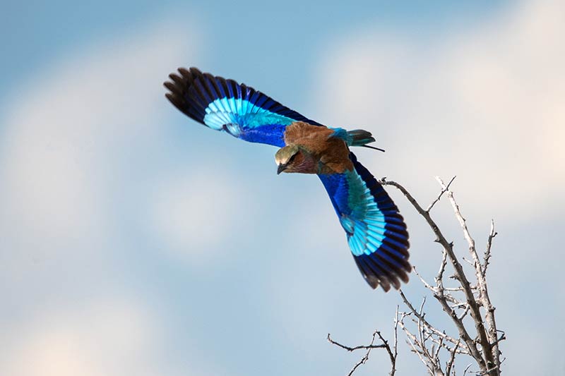 wildlife-foto-namibie Bijzondere vogels in Namibië fotograferen