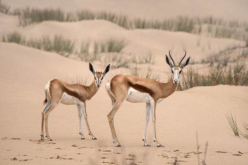 wildlife-fotografie-fotoreis-namibie Wildlife fotograferen tijdens de fotoreis naar Namibië