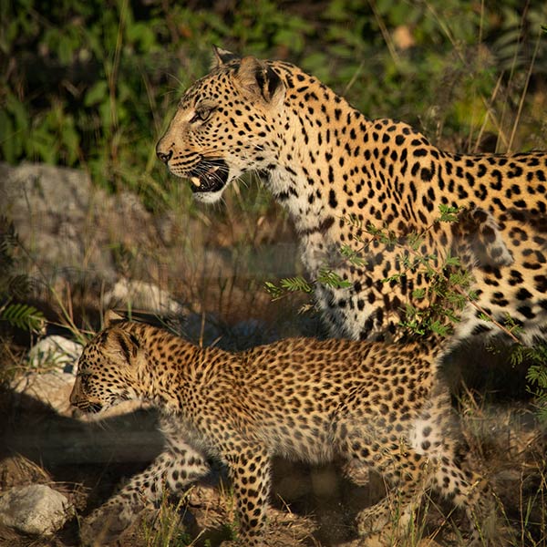 wildlife-jaguar-namibie-fotoreis Jaguar in het wild tijdens fotoreis