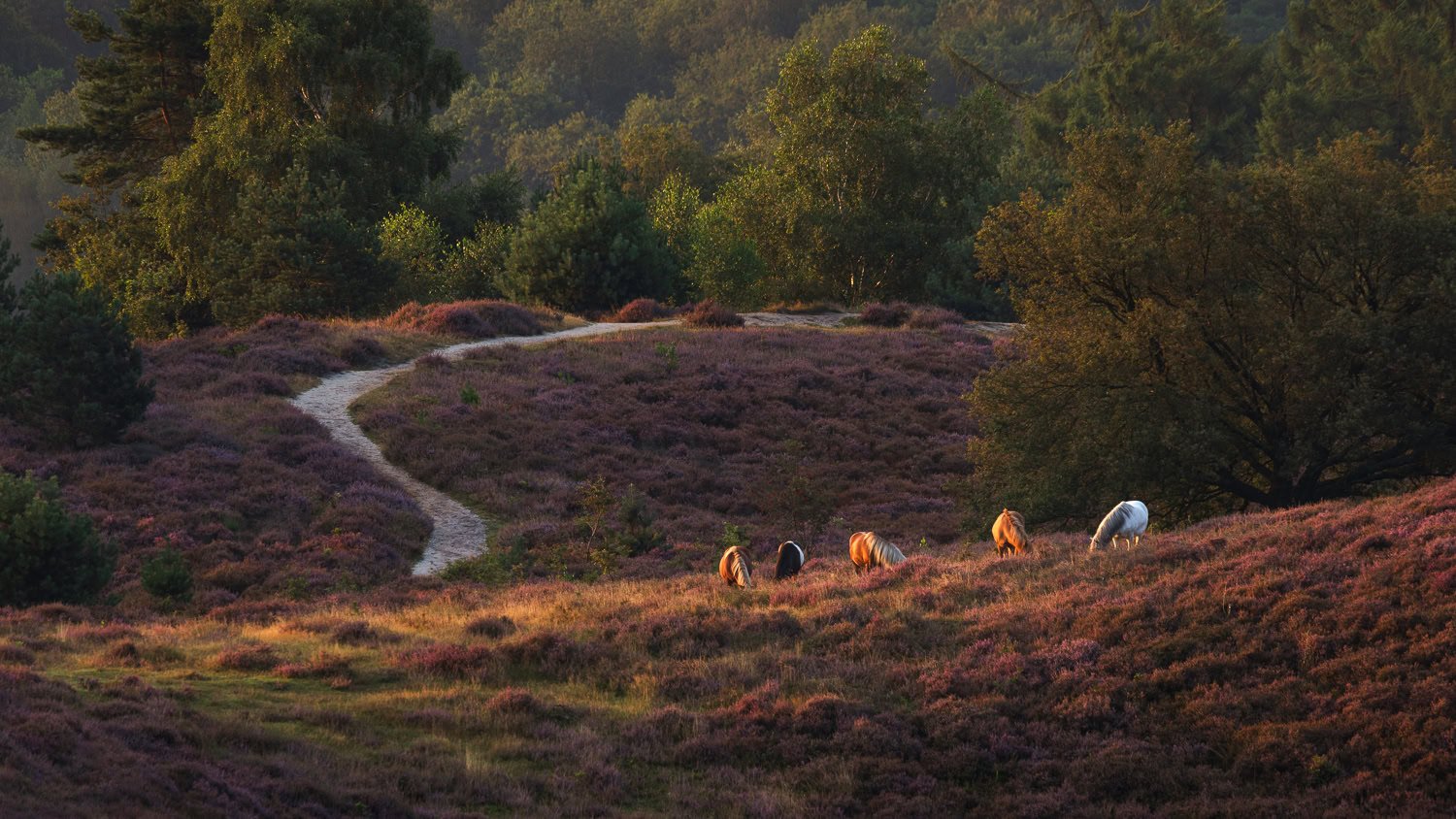 hevonax landschaps compositie tips