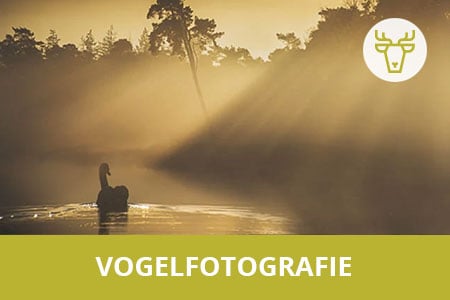 Leer de mooiste vogel foto's maken