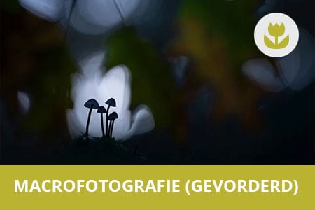 Beste workshop macrofotografie voor gevorderden