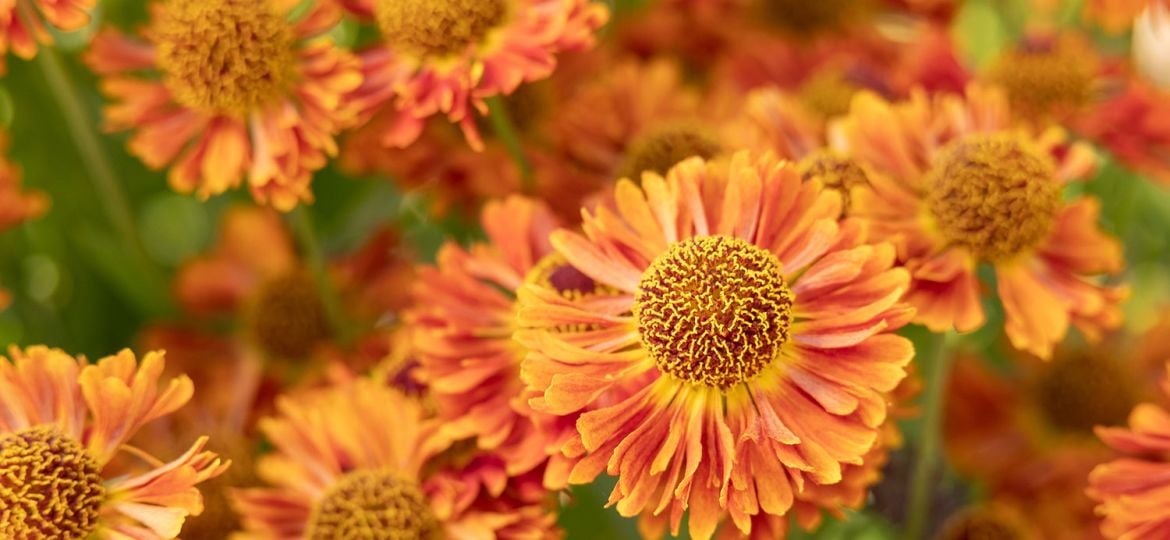 paula-de-vreeze-macrofotografie-artikel-voorzetlens