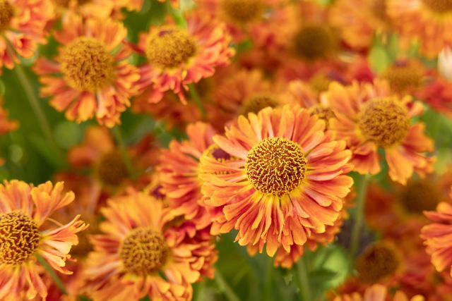 paula-de-vreeze-macrofotografie-artikel-voorzetlens