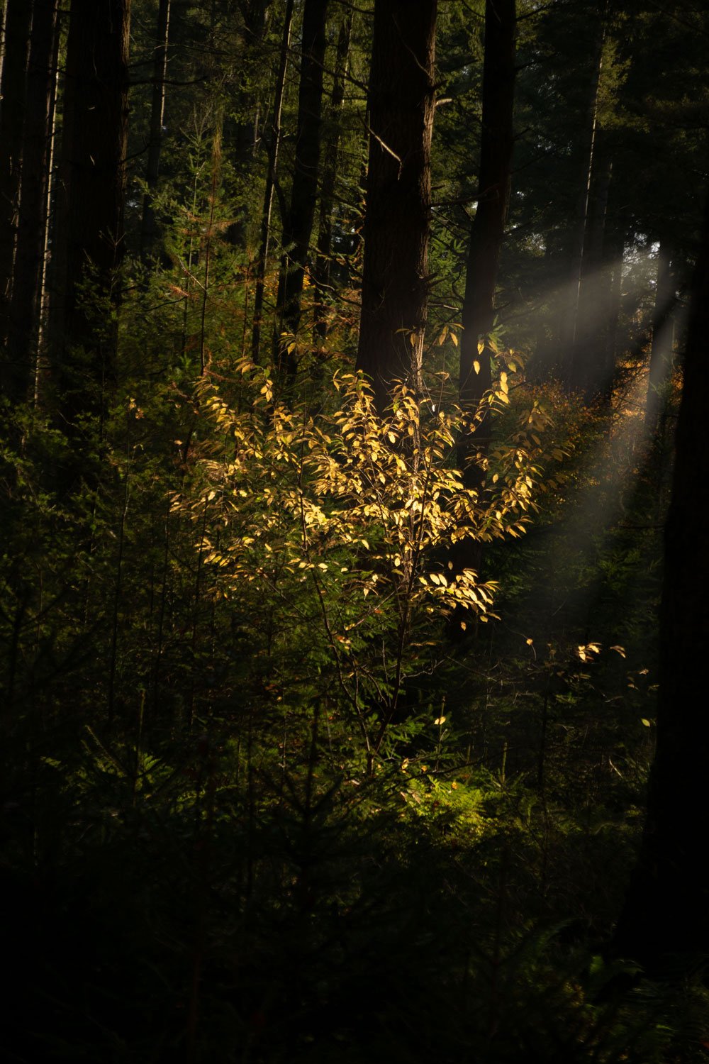voorbeeld zonneharp luminar neo