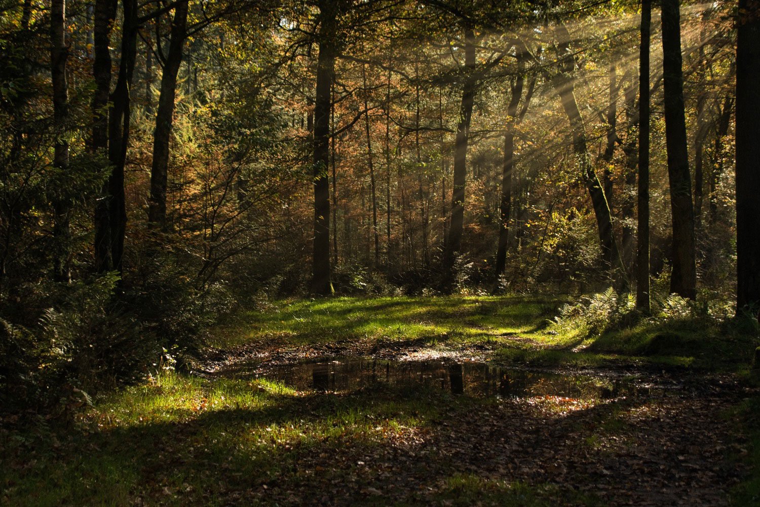voorbeeld zonneharp stralen toevoegen bewerken luminar