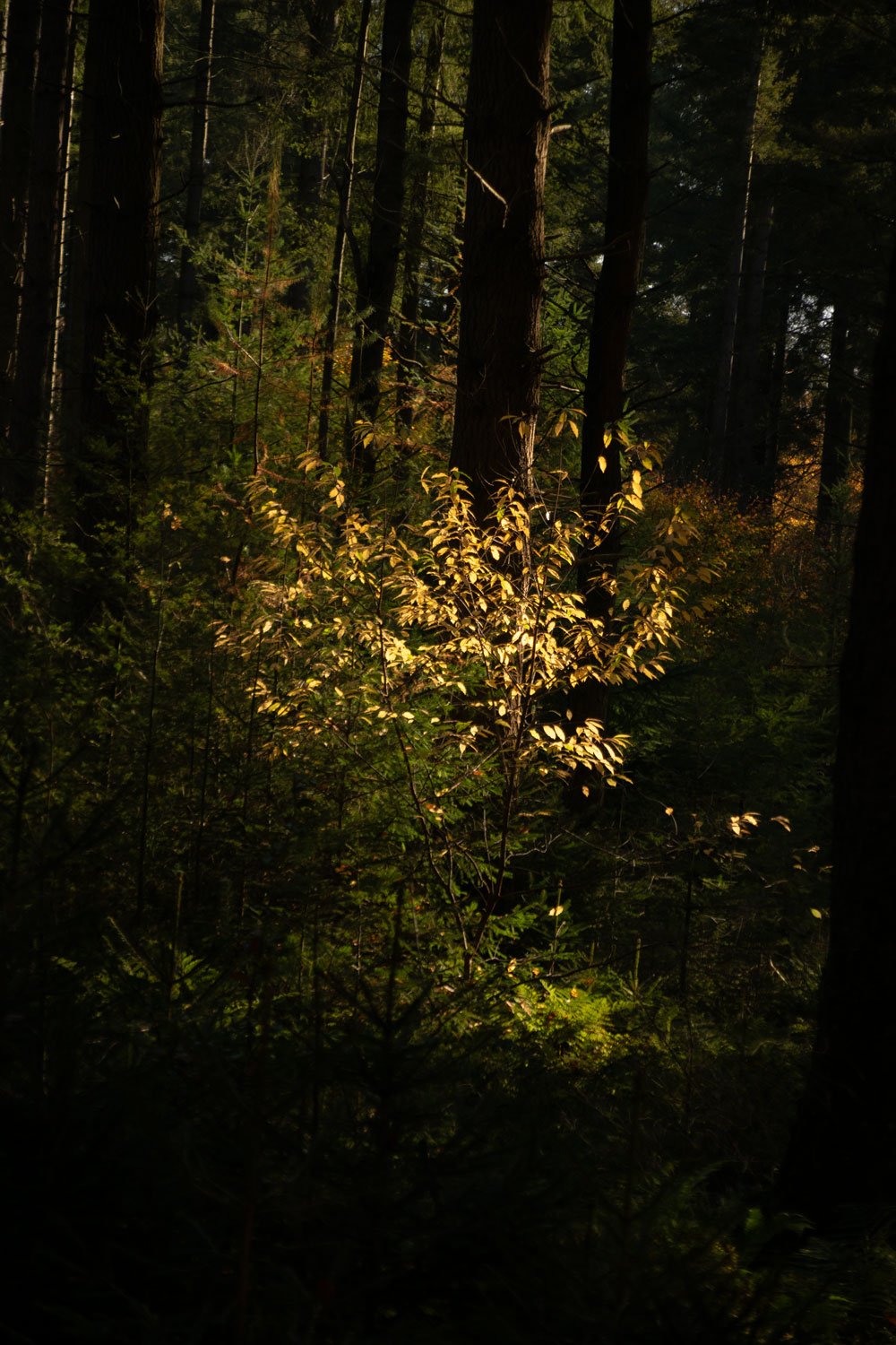 voorbeeld zonnestralen luminar neo