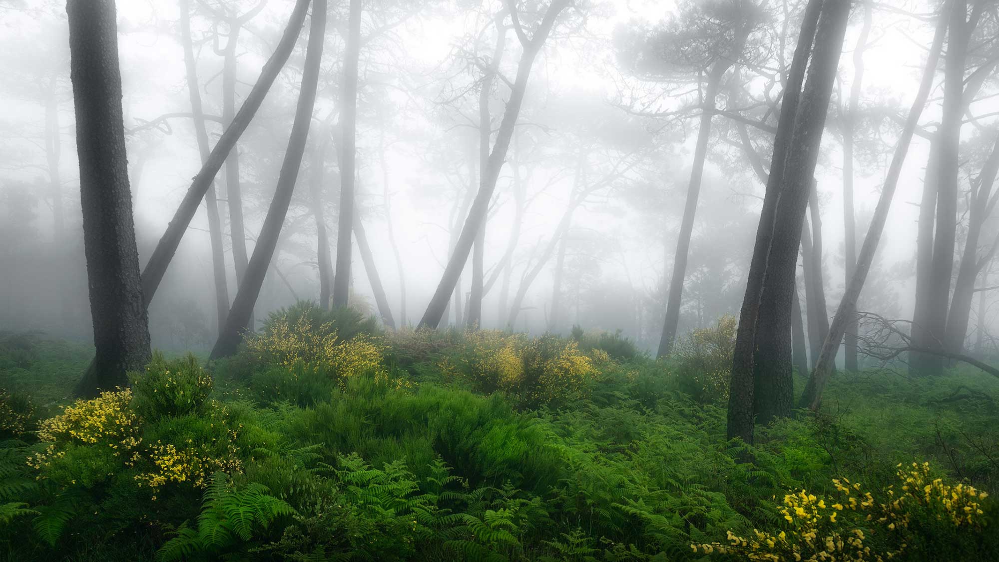 Fotografiereis voor landschapsfotografie - Madeira Top beste fotoreizen binnen Europa - Madeira