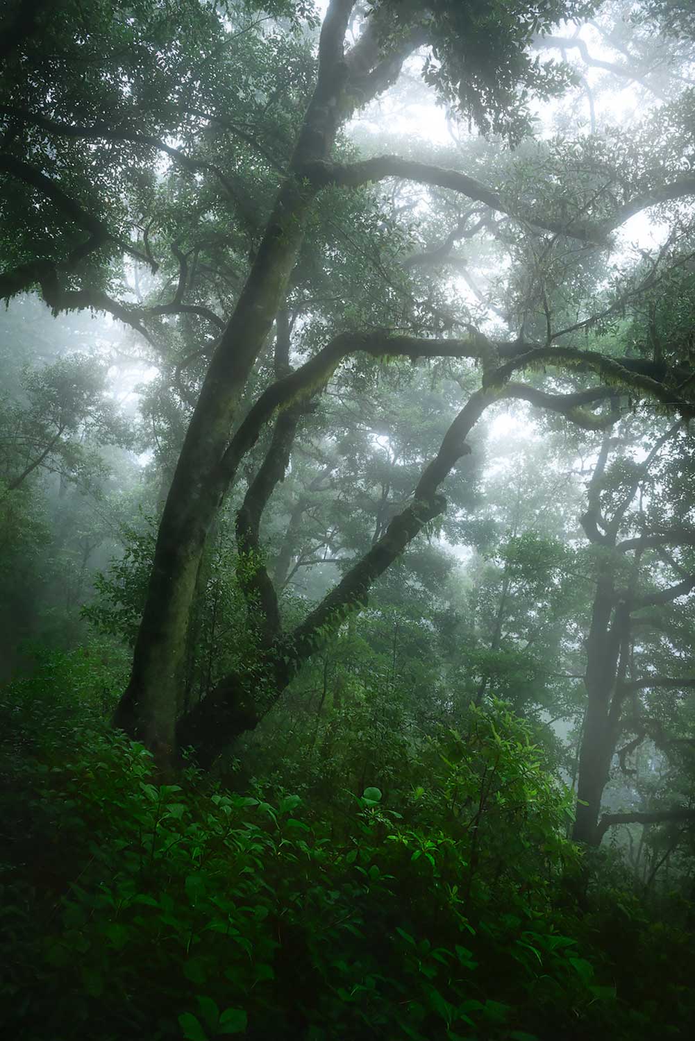 Fotografiereis Madeira: Fotografietips Mistige bossen fotograferen op Madeira