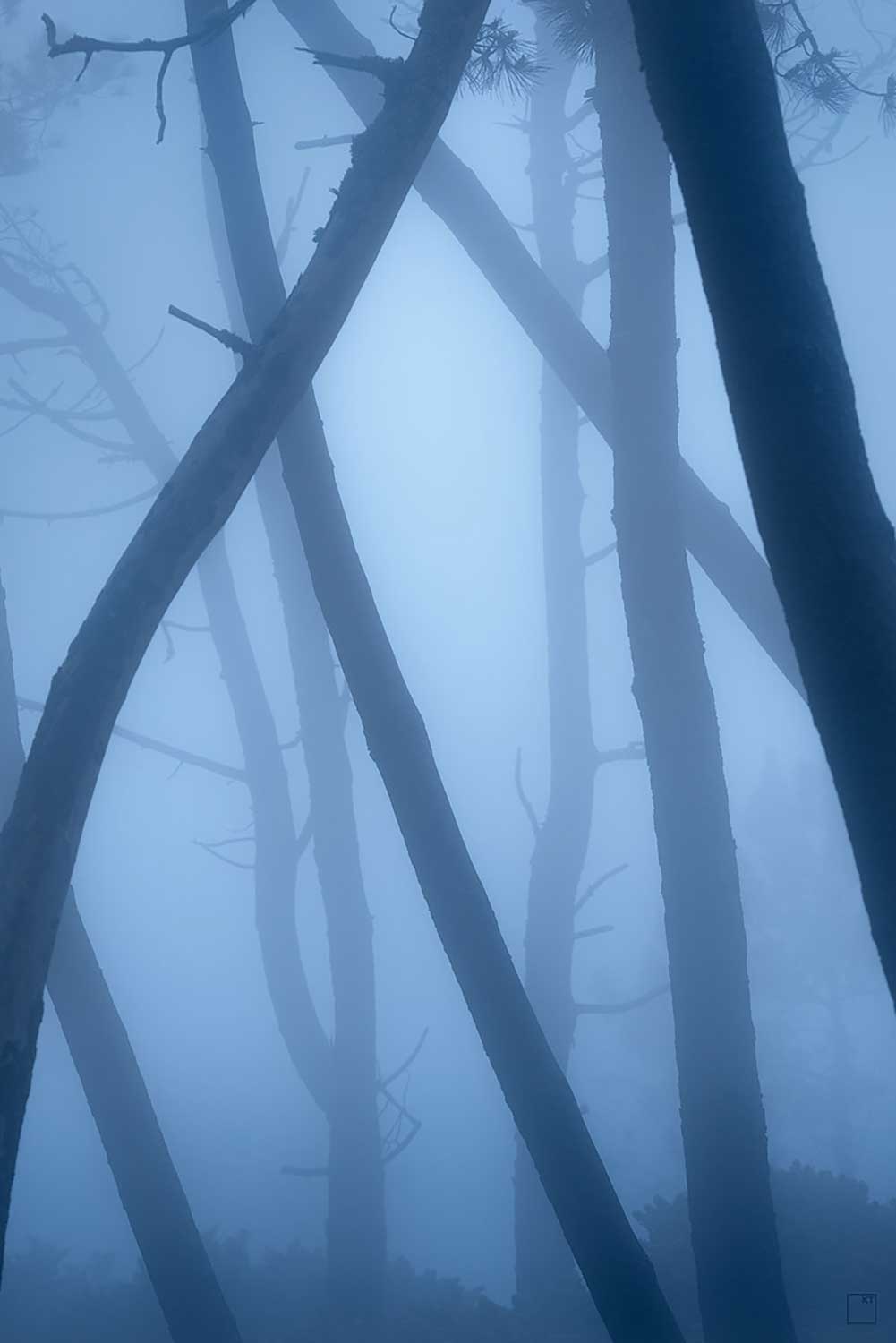 Fotoreis Madeira - Mistige boslandschappen fotogaferen Funal Forst met mist fotograferen