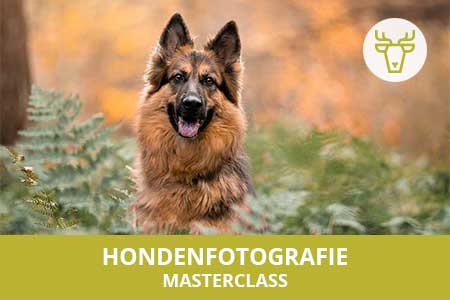 Dé masterclass om te volgen voor het maken van betere foto's van honden