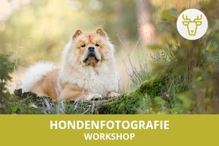 Leer mooiere foto's maken van de trouwe viervoeters