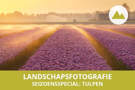 Workshop special tulpen fotografie tips