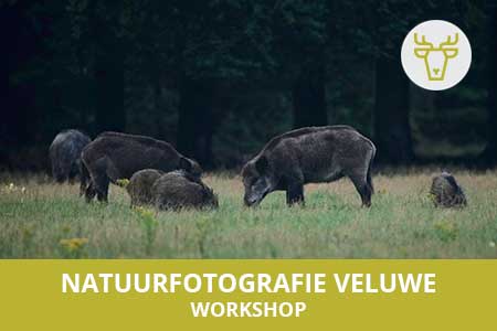 Leerzame workshop natuurfotografie op de Veluwe