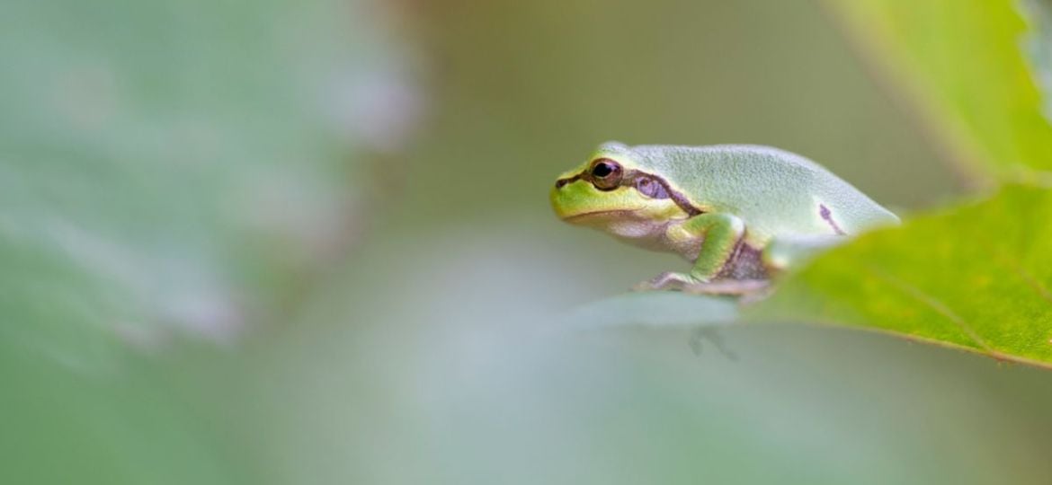 Beste tips voor het fotograferen van boomkikkers