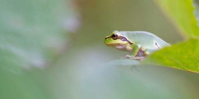 Beste tips voor het fotograferen van boomkikkers