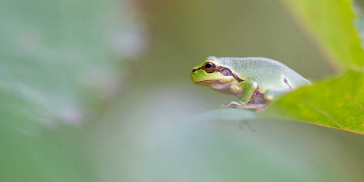 Beste tips voor het fotograferen van boomkikkers