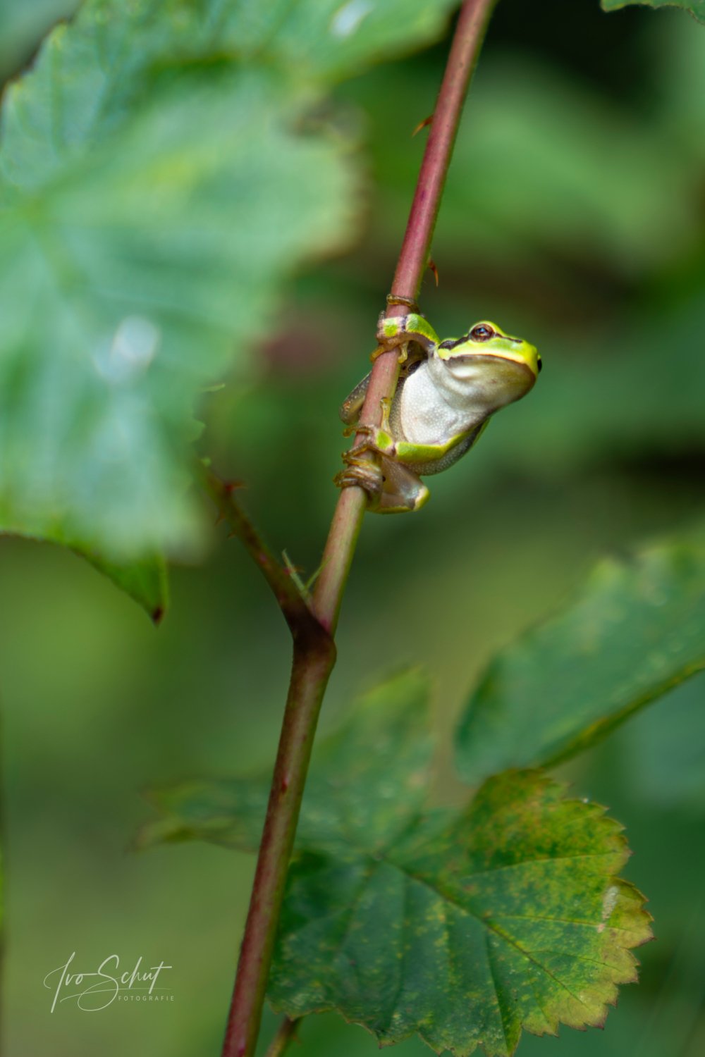 boomkikker in natuur