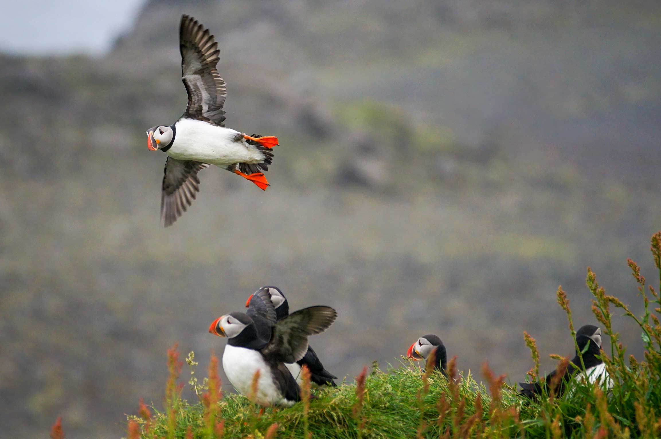 Fotografiereis IJsland: Westfjorden - Papegaaiduikers fotograferen in Latrabjarg Papegaaiduikers fotograferen in Latrabjarg op IJsland