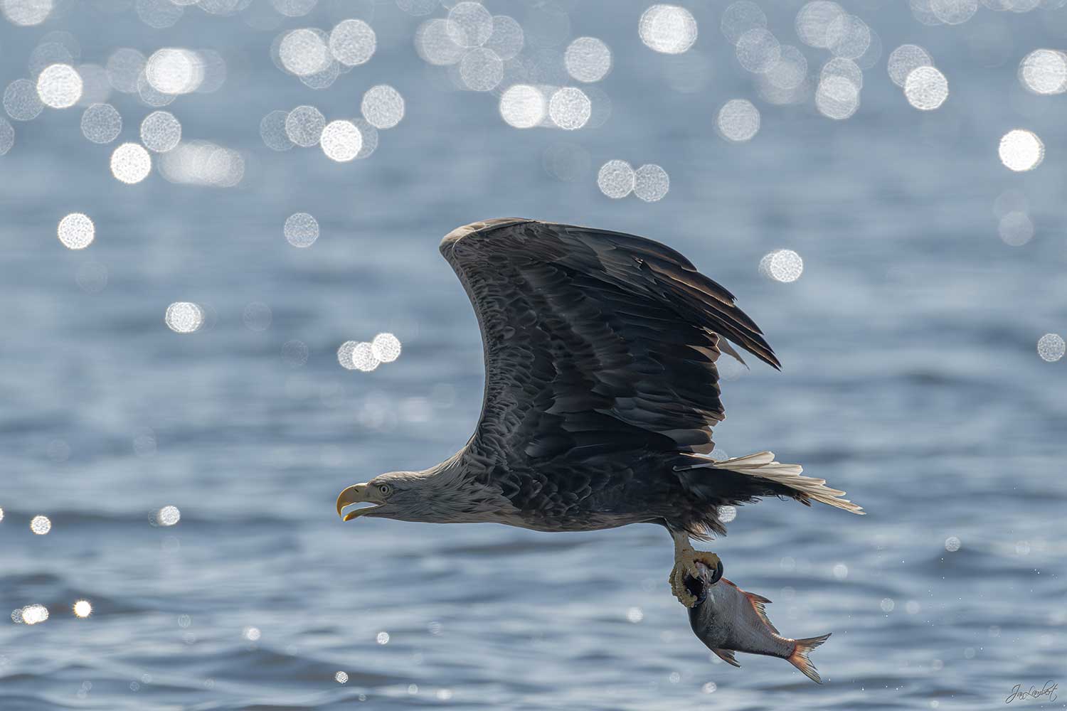 Fotografiereizen vogelfotografie - Zeearend met vis