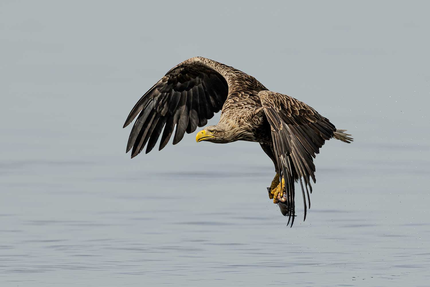 Beste fotografiereis naar de Oderdelta in Polen