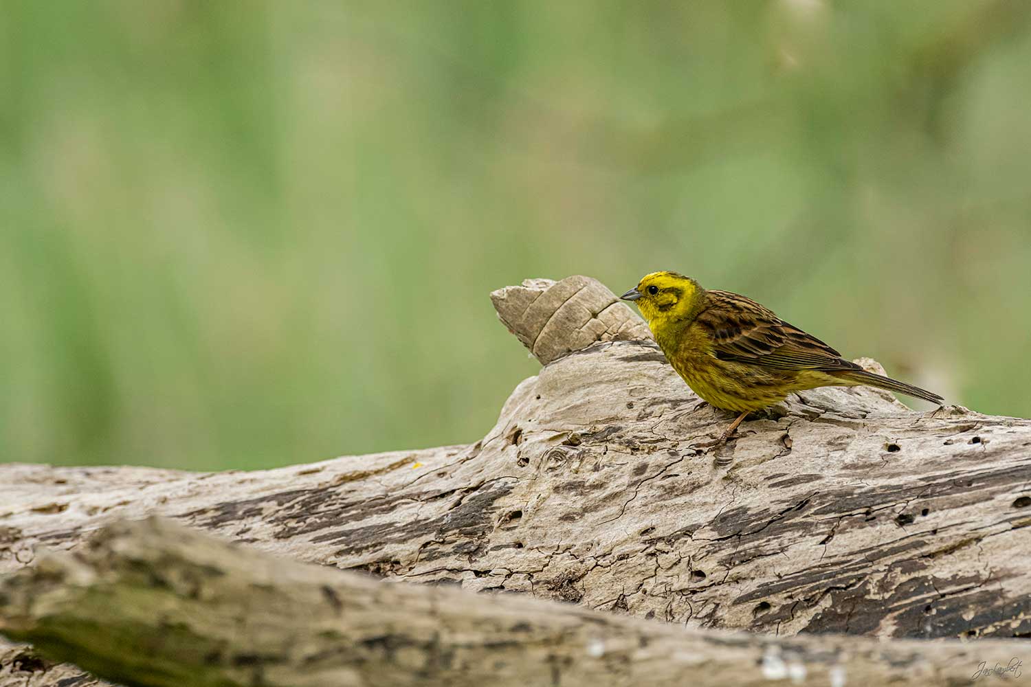 Fotoreizen voor vogelaars - Oderdelta in Polen