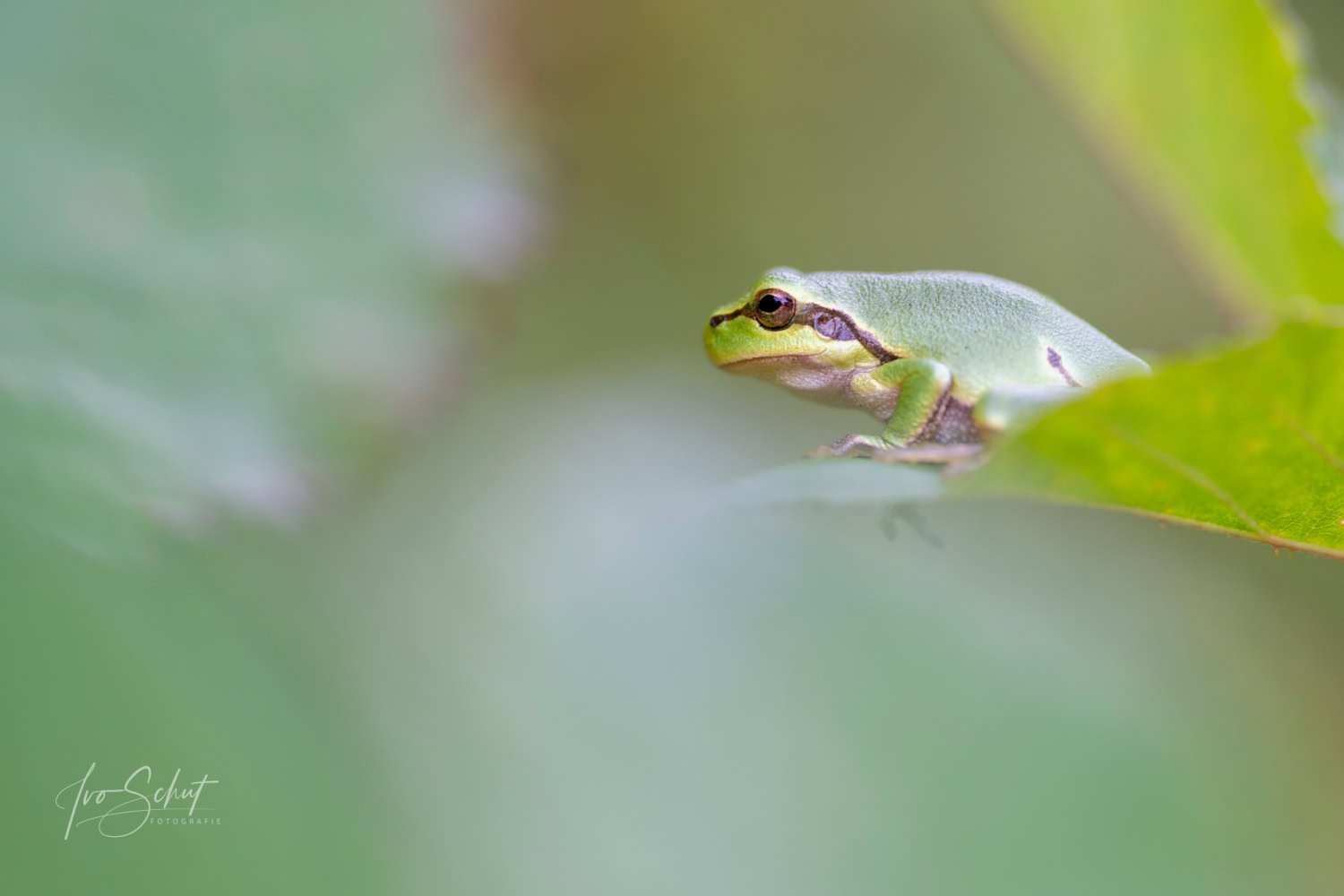 kikkers in natuur fotograferen 1