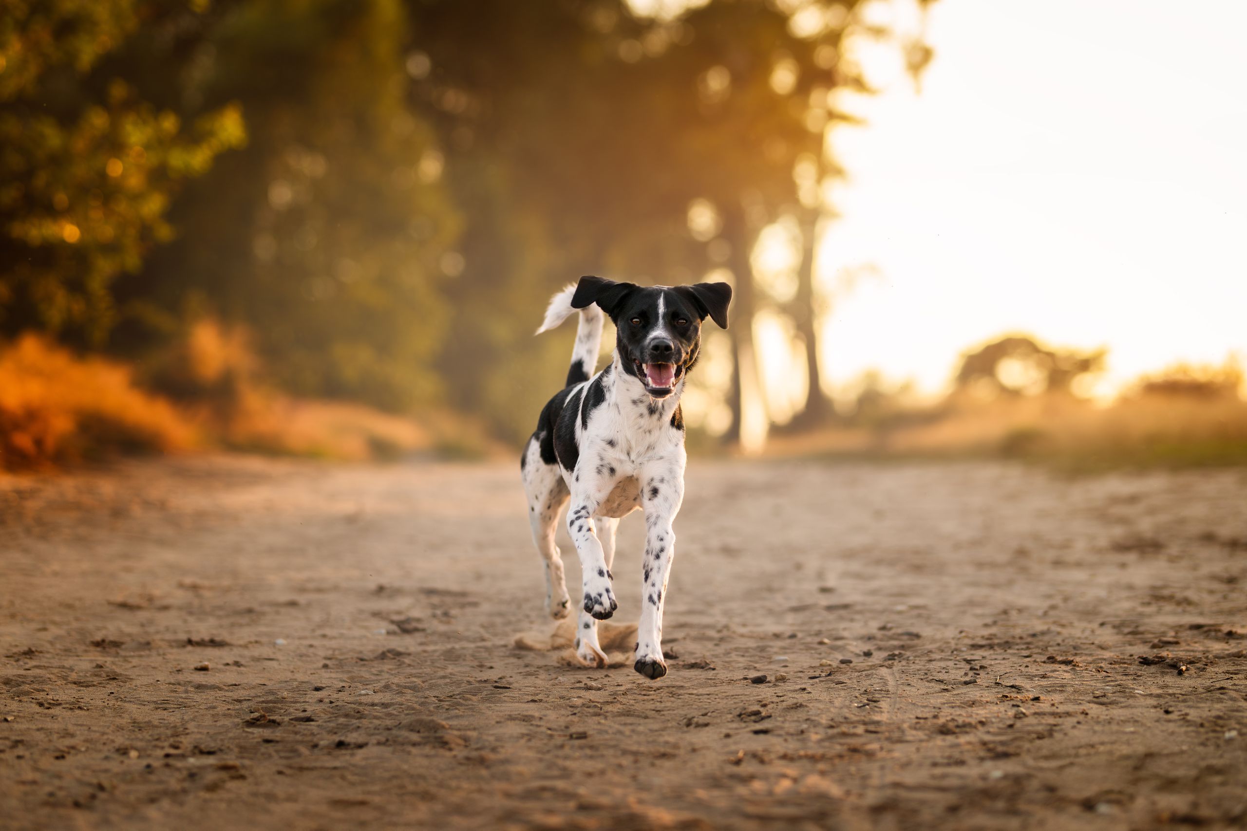 Locatie tips voor hondenfotografie 🐶