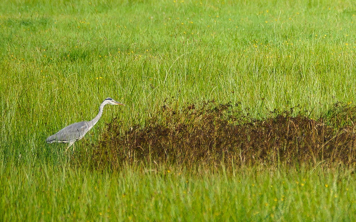 Workshop Natuurfotografie in de Noord Veluwe