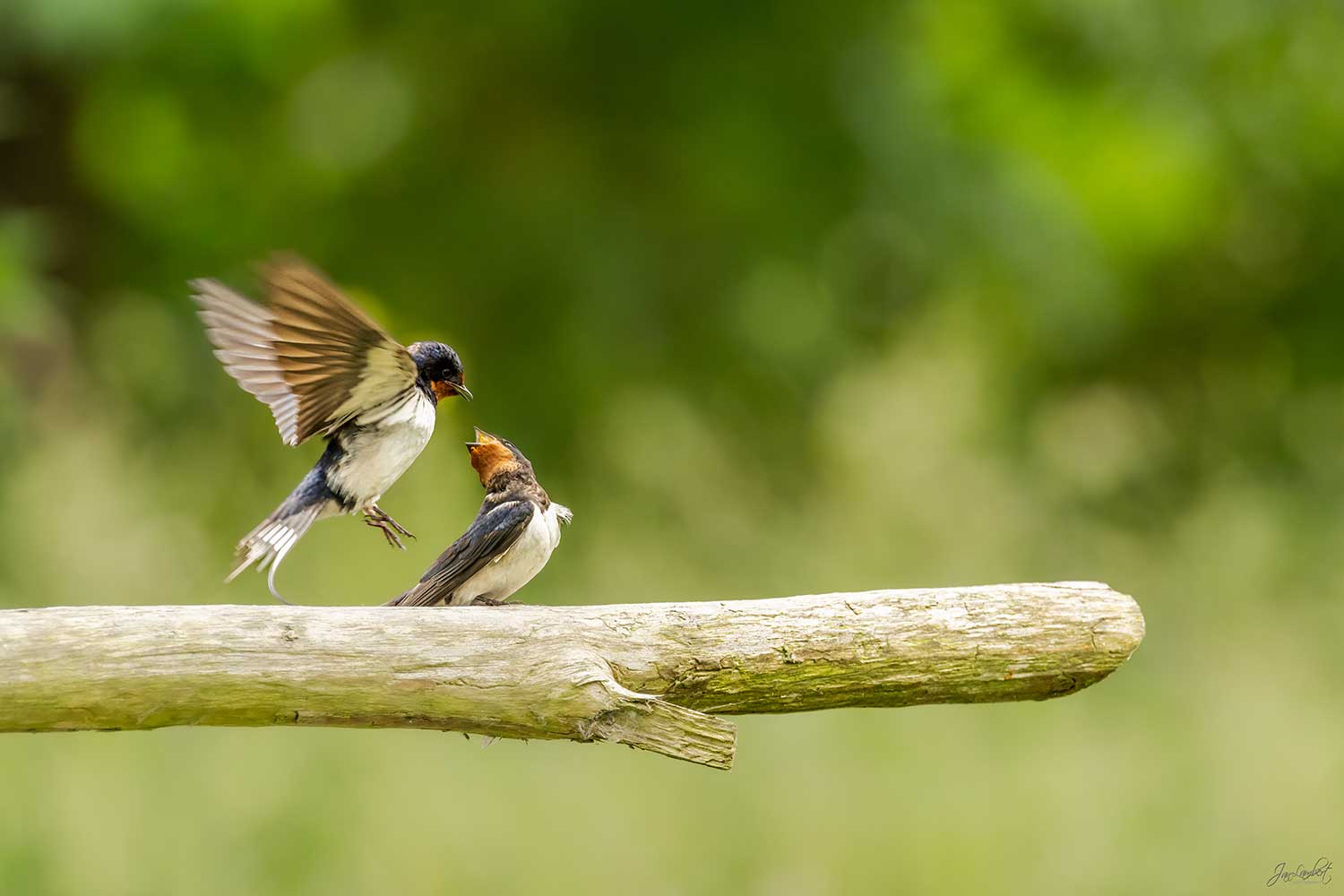 Vogel fotografiereizen naar de Oder Delta in Polen met Jan Lambert