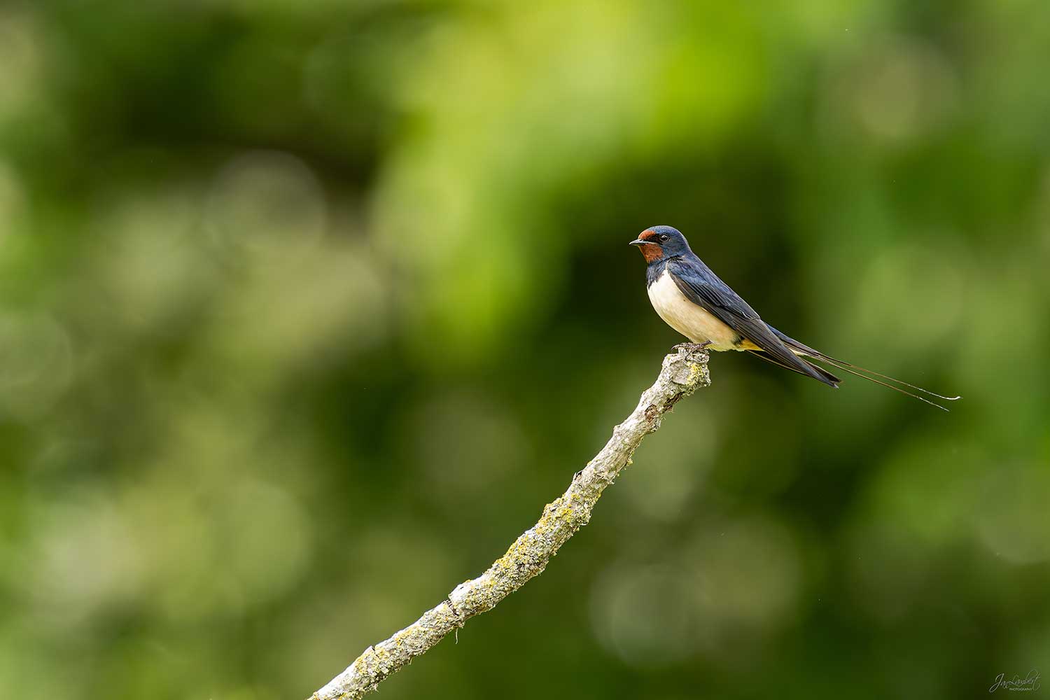Vogelfotoreizen in Europa - Vogels fotograferen met Jan Lambert