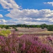 Heidebloei fotografie workshop in de Veluwe volgen