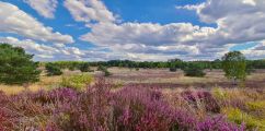Heidebloei fotografie workshop in de Veluwe volgen