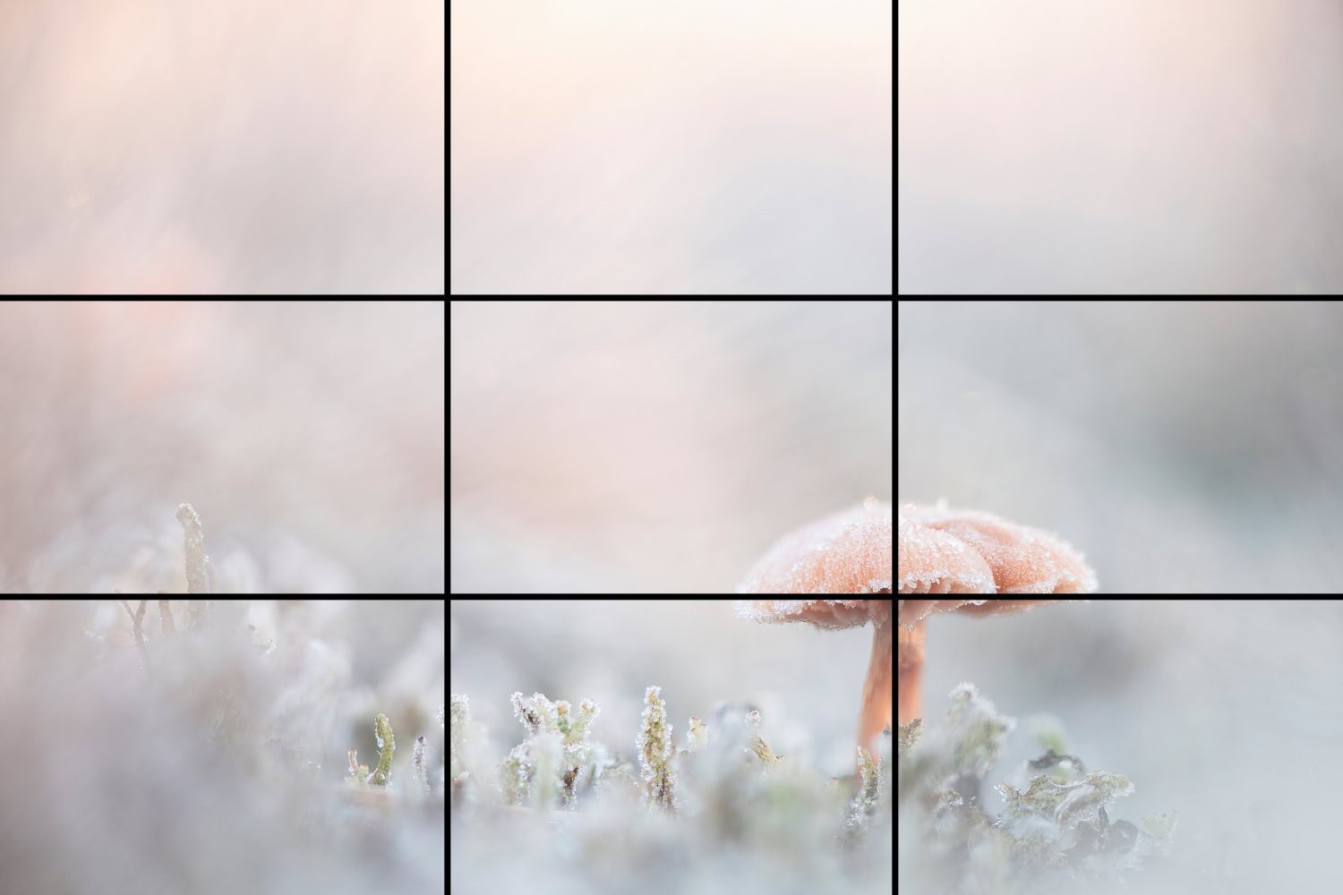 Tips voor een sterke compositie in fotografie