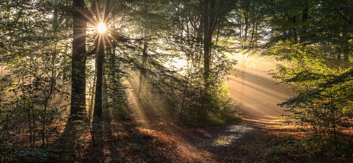 Compositietips voor het vastleggen van zonneharpen in het bos